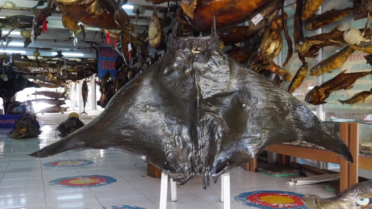 Thornback ray, Turkish Sea Creatures Museum, İstanbul, Turkey. Photo: AA
