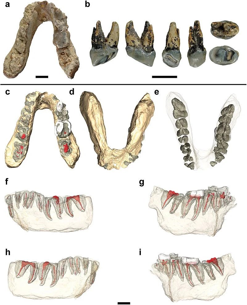 Graecopithecus jawbone,
