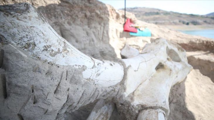 yamula dam found fossil