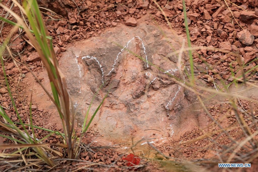 Over 600 dinosaur footprints were found on the 1,600 square meter dinosaur dance floor.