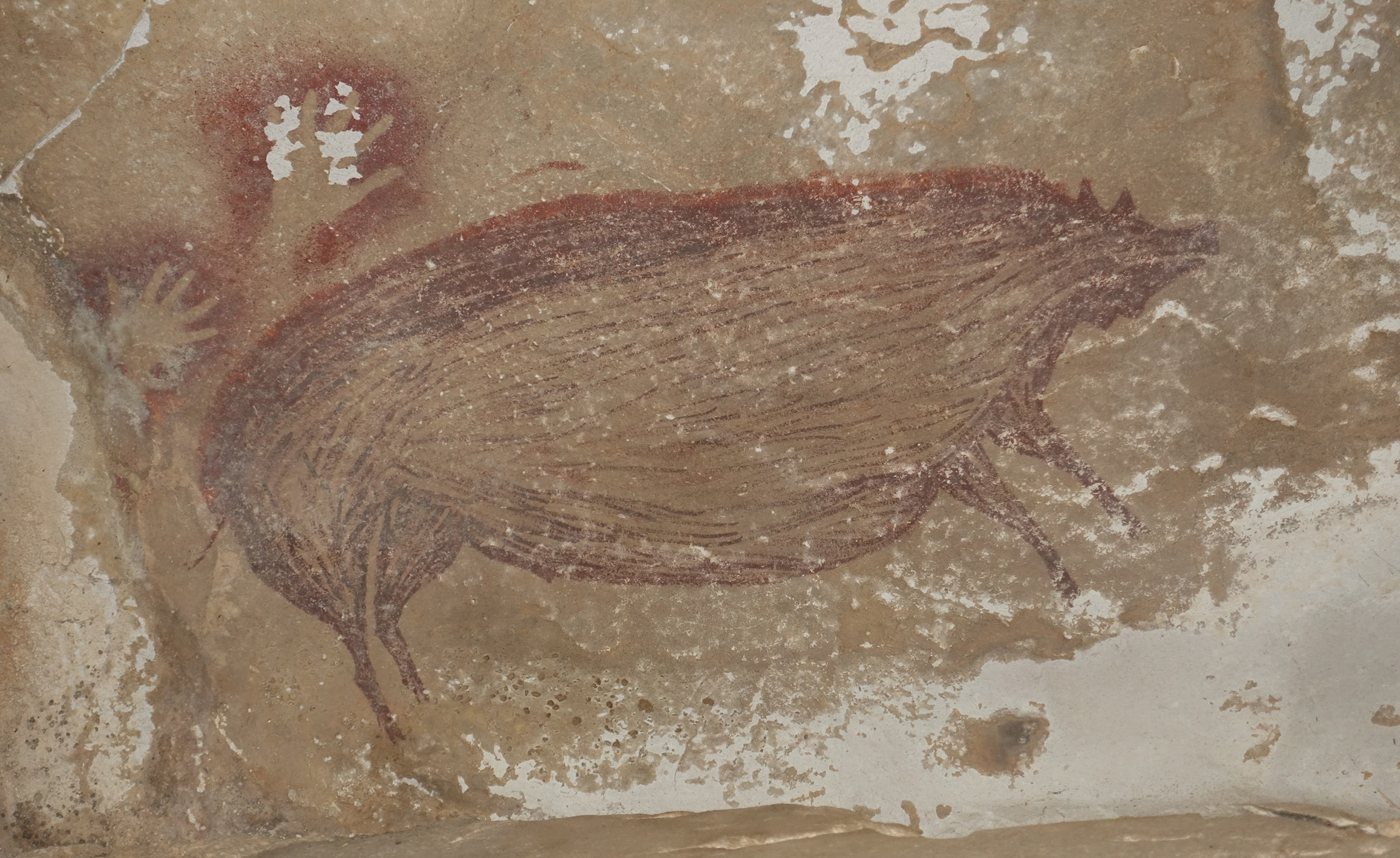 The paintings in Leang Tedongnge cave depict the Sulawesi warty pig, a species commonly featured in Indonesian rock art.