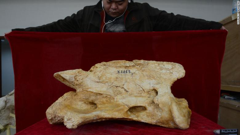 The second vertebra of a Linxia Giant Rhino