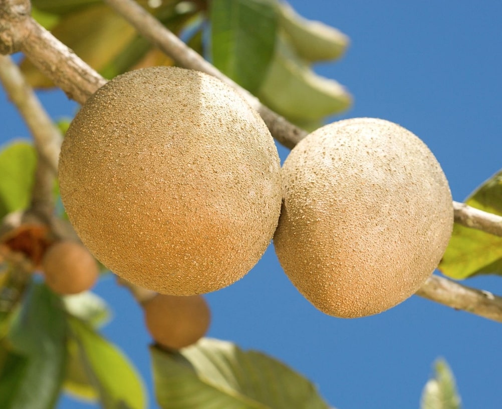 UC researchers found ancient DNA from trees such as Pouteria sapota, which produces fruit called mamey. Photo/Peggy Greb/Wikimedia Commons