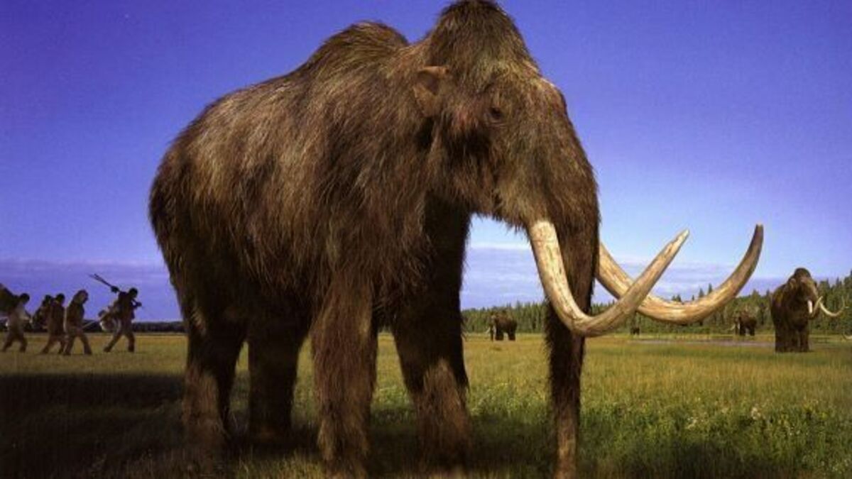 WOOLY MAMMOTH