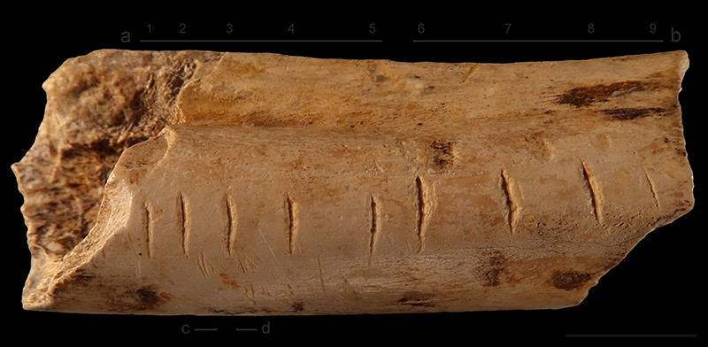 Marks made on a hyena bone by a Neanderthal indicate that he may have recorded his numerical information. Photo: F. d'Errico