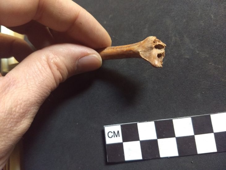 One of the rabbit bones dated for the study. Photo courtesy of Andrew Somerville