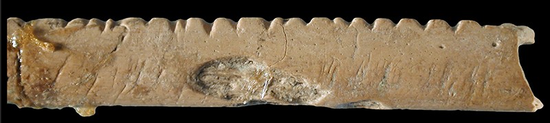 Researchers think that people cut notches into this baboon bone some 40,000 years ago as an early form of counting.Photo: F. d'Errico & L. Backwell