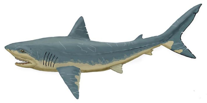 Artist's impression of a Squalicorax shark. DIMITRI BOGDANOV