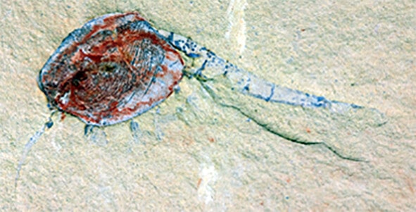 Chuandianella ovata, an extinct shrimp-like crustacean. IMAGE: XIANFENG YANG, YUNNAN KEY LABORATORY FOR PALAEOBIOLOGY, YUNNAN UNIVERSITY