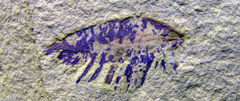 Fossil of a juvenile arthropod, Leanchoilia illecebrosa, showing fine anatomical details of the appendages and preserving the gut tract. IMAGE: XIANFENG YANG, YUNNAN KEY LABORATORY FOR PALAEOBIOLOGY, YUNNAN UNIVERSITY