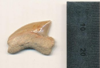 Squalicorax tooth recovered during an archaeological dig in the City of David, one of the oldest parts of Jerusalem. OMRI LERNAU