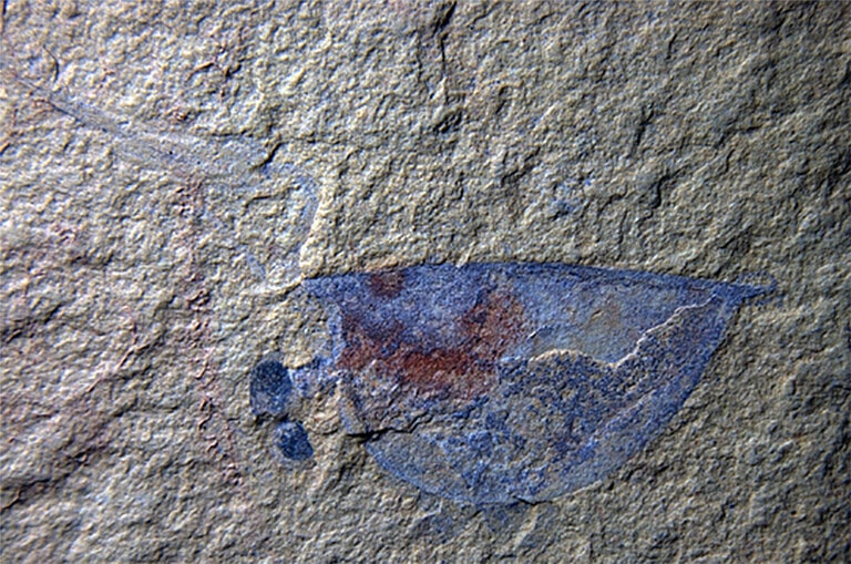 Fossil of a juvenile arthropod, Isoxys auritus, preserving the eyes and internal soft tissues. IMAGE: XIANFENG YANG, YUNNAN KEY LABORATORY FOR PALAEOBIOLOGY, YUNNAN UNIVERSITY