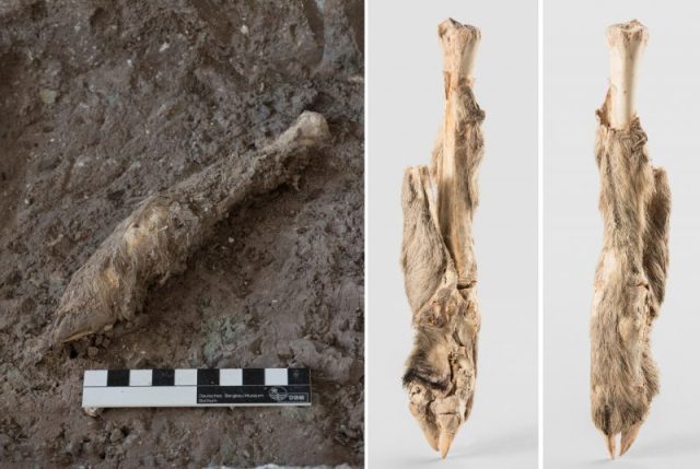 The mummified sheep leg