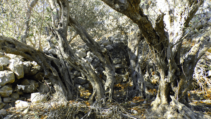 The Bidnija olive grove