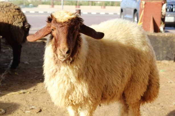 İranian sheep