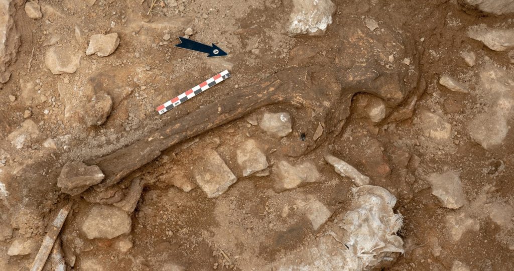 Two femurs, an arm bone, leg bone and bones from hands and feet of 'Linya, the La Noguera woman' were unearthed. A skull, vertebrate and ribs were also discovered