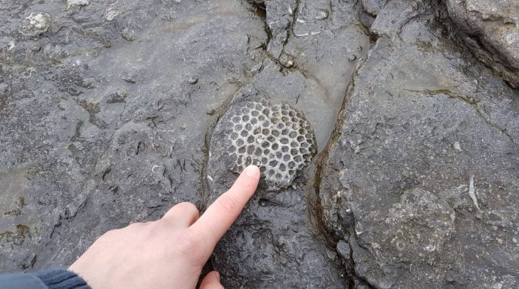 Fossilised Sponge
