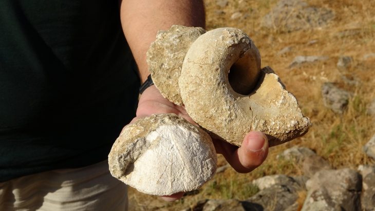 Fossils unearthed in Muş, eastern Turkey,