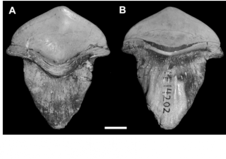 Petalodus shark teeth