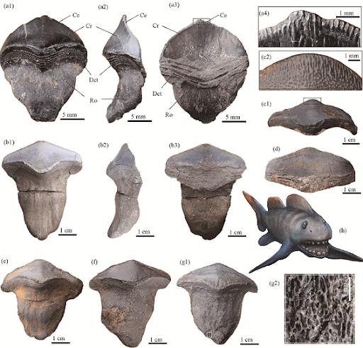 Photographs and restoration of Petalodus ohioensis