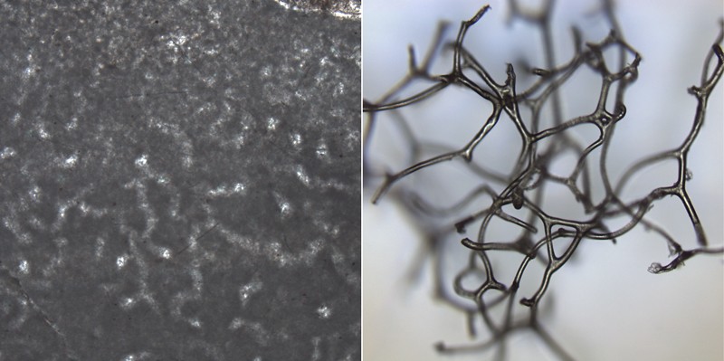 Crystalline tubes seen in rocks (left) might have been formed when the collagen-like skeleton of an 890-million-year-old sponge decayed and fossilized. Some modern sponges have internal scaffolding (right) that resembles the shapes in the rocks. Photo: Elizabeth C. Turner