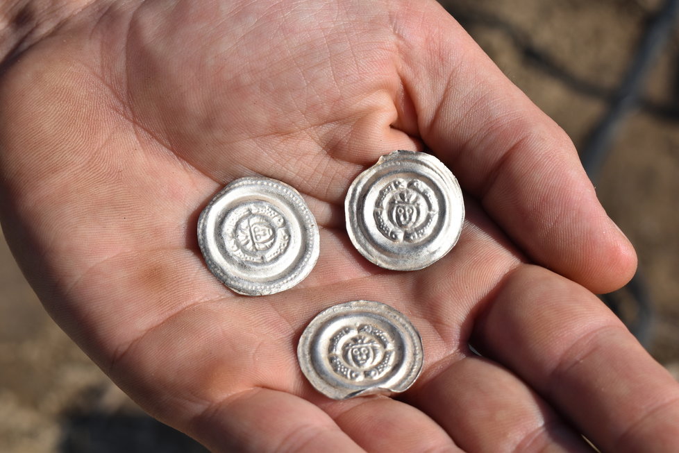 Last year, archaeologists discovered a treasure trove of 13th-century silver coins from the time of King Přemysl Otakar II in a field near Sepekov in Písek.
