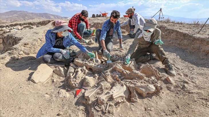 It was observed that 4 horses, cattle, and small ruminants were buried in the tomb discovered in the Çavuştepe Castle and the necropolis area in the northern part, which provides information about burial and offering materials from the Urartian period.