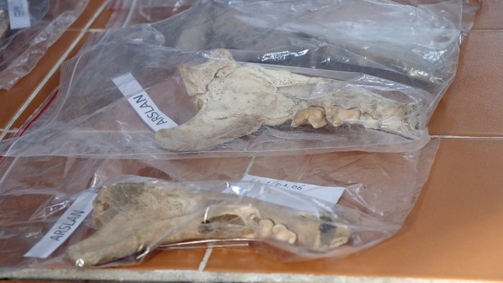 4,000-year-old lion jawbone Photo: Esma Küçükşahin – Anadolu Agency