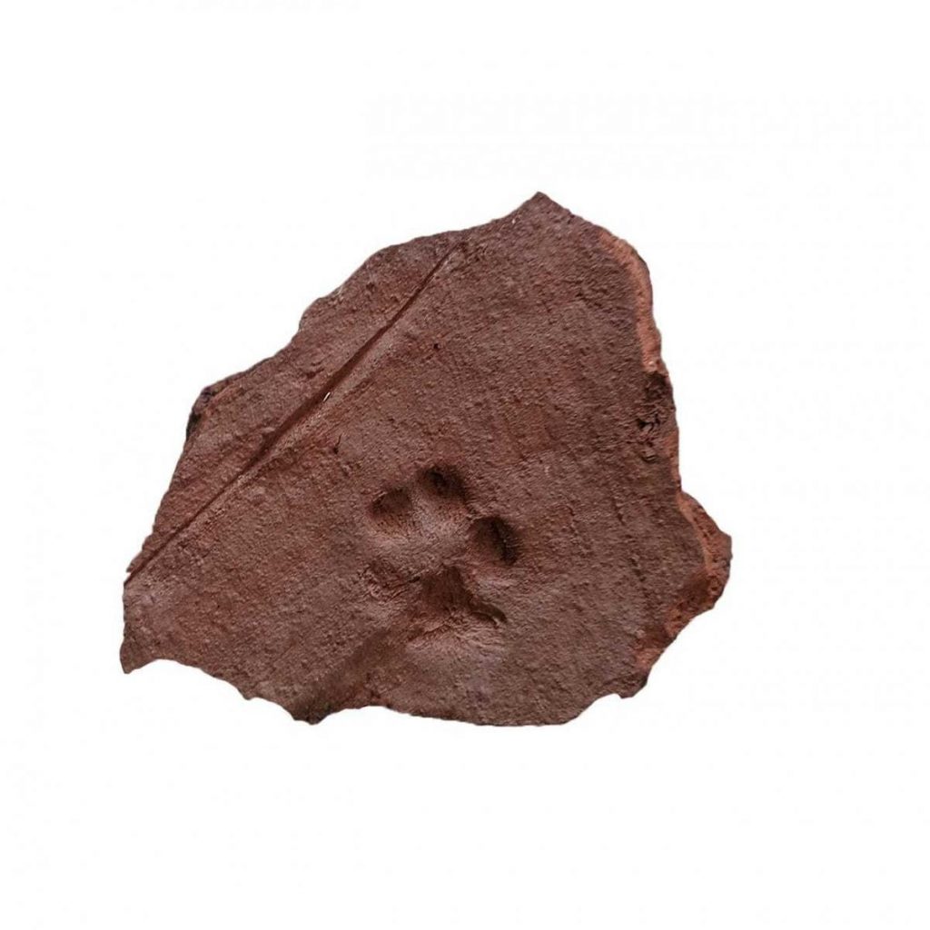 The paw print which was found may have been made by one of the Roman's pets walking across the tile whilst it was being made.