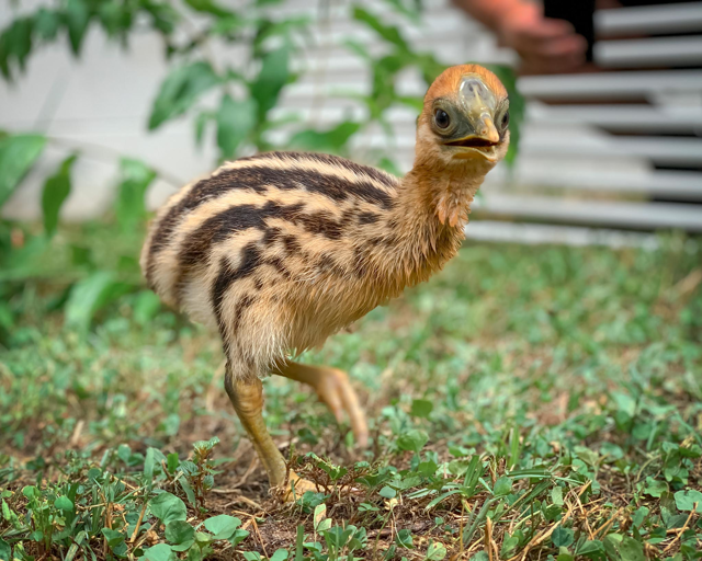 A cassowary chick