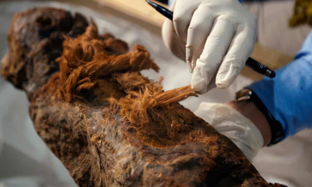 A scientist examines the Khuwy mummy, discovered in 2019. Photograph: Ian Glatt/National Geographic/Windfall Films