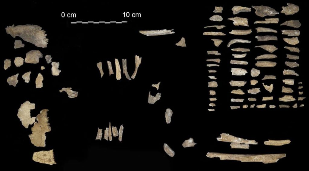 The human bone fragments found in the Tomb of Nestor's Cup
