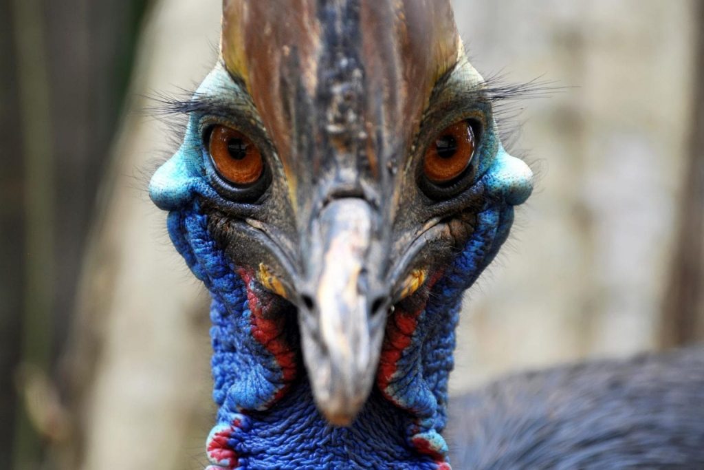 Cassowaries are distrustful of humans, yet if provoked, they may cause serious, even deadly, damage to both dogs and humans. The cassowary is frequently referred to as "the world's most deadly bird."