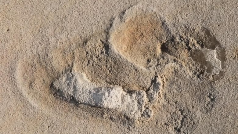 Oldest footprints of pre-humans identified in Crete