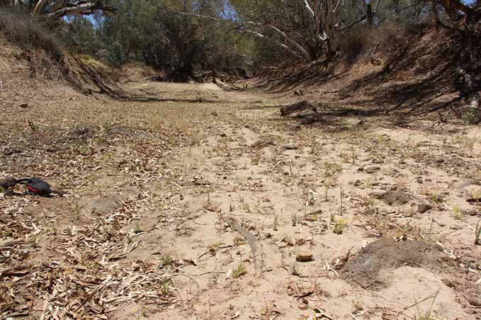 Near the site of the historical boomerangs discovery in Kinipapa (Cooper Creek). Photo: Yandruwandha Yawarrawarrka Traditional Landowners Aboriginal Corporation / Flinders University