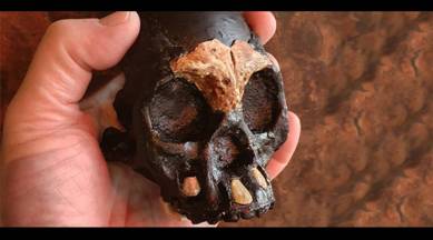 Meet Leti, a Homo naledi child discovered in the Rising Star Cave System that yielded Africa’s richest site for fossil hominins. (Wits University)