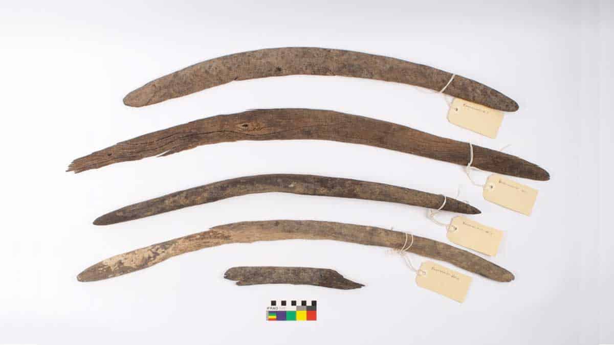 The collection of four boomerangs was analyzed by archaeologists and Traditional Owners. Photo: Yandruwandha Yawarrawarrka Traditional Landowners Aboriginal Corporation / Flinders University