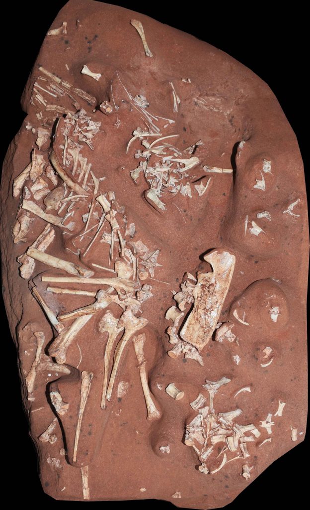 Brezilya, Cruzeiro do Oeste'de keşfedilen yeni bir dinozor türünün fosil kalıntıları, yayınlanan bu broşürde görülüyor.  (Rio de Janeiro Ulusal Müzesi)