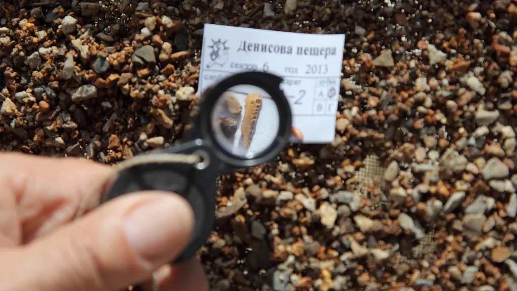 one of the Denisovan bones found in Denisova Cave in Siberia. (Photo: Katerina Douka)