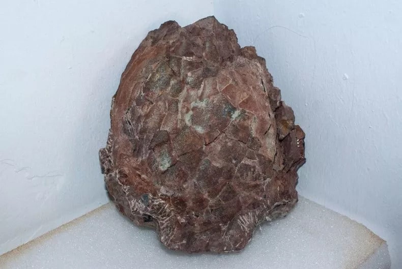 The first extracted titanosaur egg near Huesca in northern Spain. Photo:UNIVERSITY OF ZARAGOZA/ZENGER