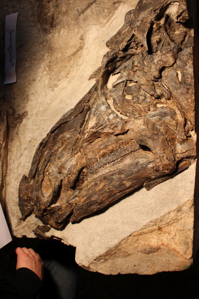 The skull of “Bruno,” the newly described skeleton of the dinosaur Tethyshadros insularis. Credit: A. Giamborino (courtesy of Soprintendenza Archeologia, belle arti e paesaggio del Friuli-Venezia Giulia)