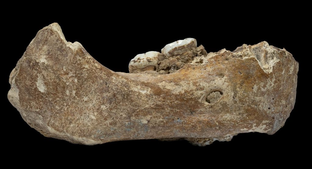 A partial mandible (lower jawbone) found in a cave on the Tibetan Plateau was identified as Denisovan. (Dongju Zhang/Creative Commons, CC BY-SA 4.0)