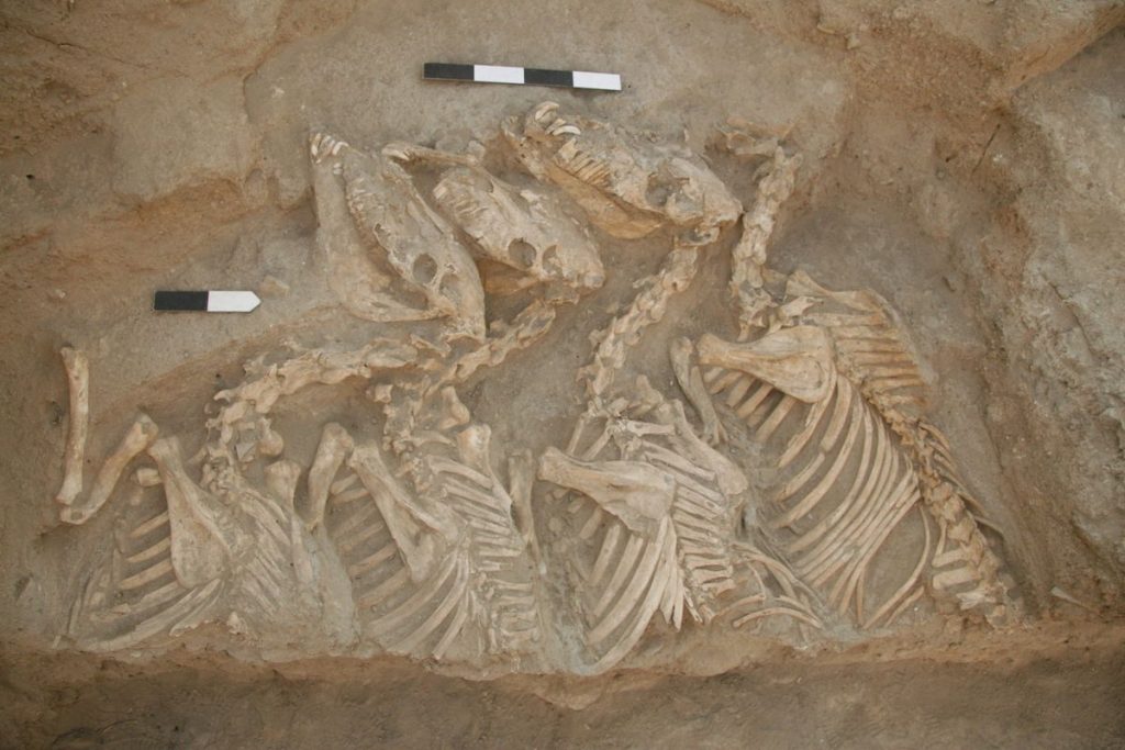 Equid burial from Umm el-Marra, Syria