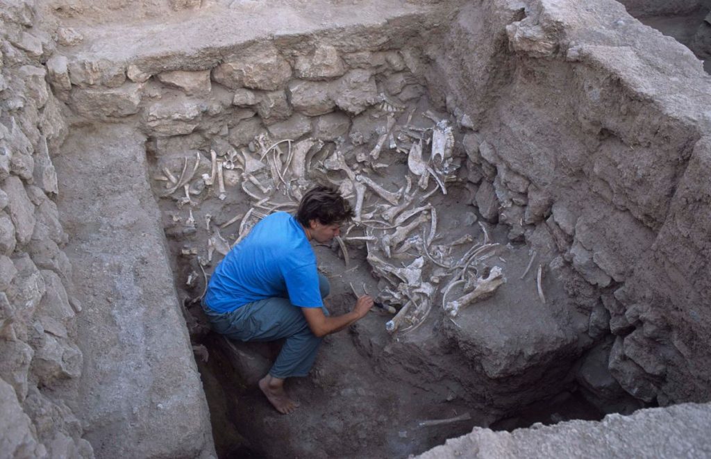 One of the study’s authors, Jill Weber, excavating equid burials (installation A) at Umm el-Marra, Syria