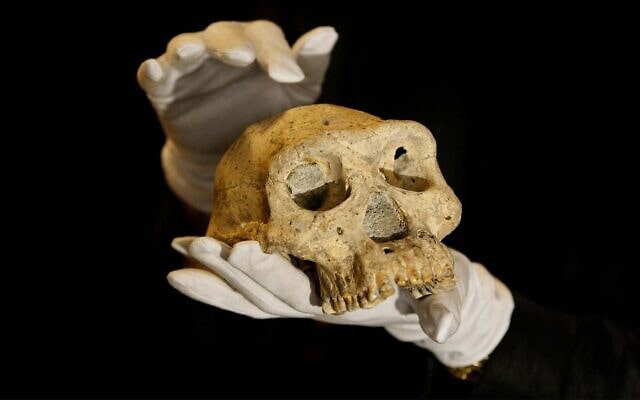 A pre-human skull was found in 2005 in the ground at the medieval village Dmanisi, Georgia, pictured on October 2, 2013. (AP Photo/Shakh Aivazov)