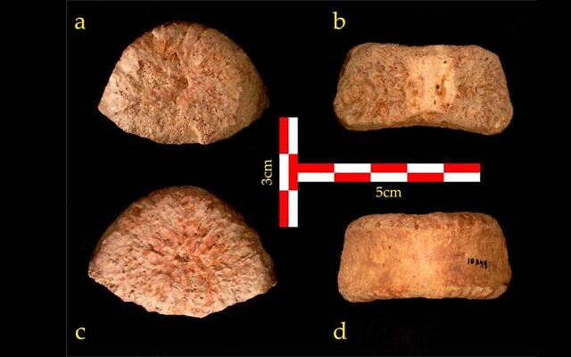 The top (a), rear (b), bottom (c) and front (d) view of the vertebra discovered at the 'Ubeidiya site. (Dr. Alon Barash)