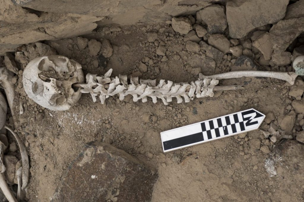 Vertebrae-on-post inserted into a cranium, as found within a chullpa. This was the only example unearthed where the head was still attached to the spinal column. Photo by Jacob L Bongers