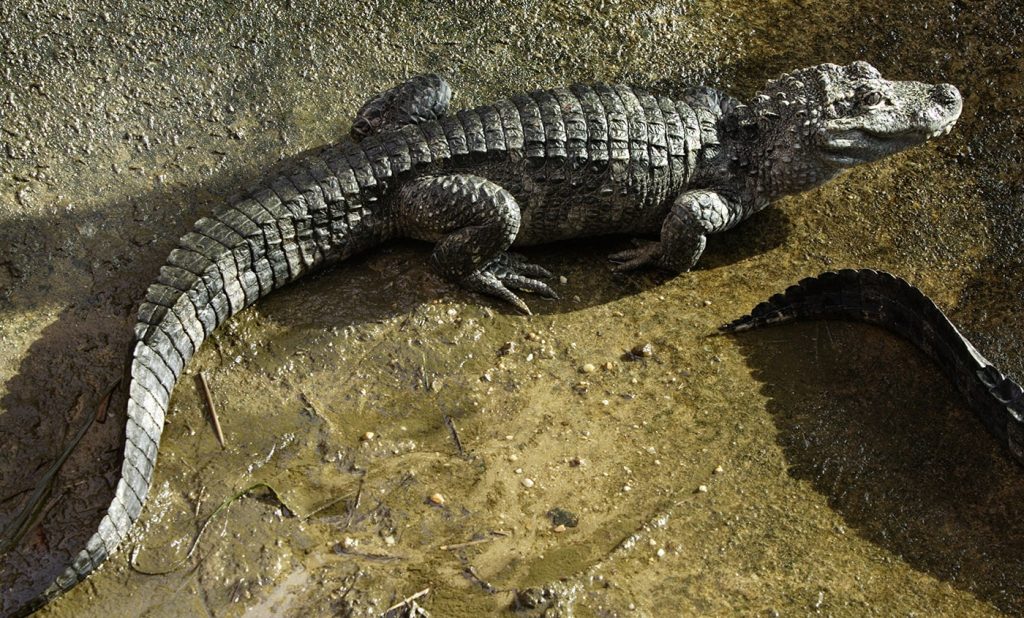 Chinese alligator (Alligator sinensis)