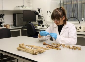 Dr Orsolya Czére examining bones ahead of isotope analysis (University of Aberdeen/PA)