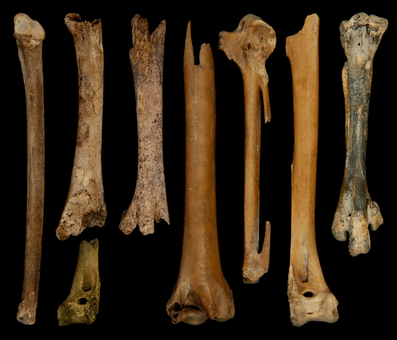 Goose bones found at Tianluoshan, China. Masaki Eda.